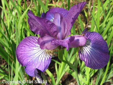 Iris Sibirica-Ryhm 'Sparkling Rose'